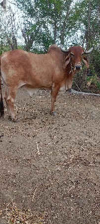 બળદ વેચવાનો છે