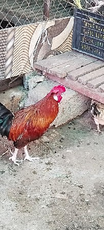 દેશી મુરઘો
