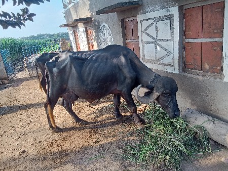 ભેંસ વેચવાની છે