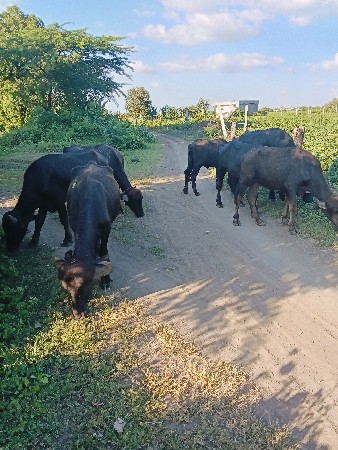 સાત ખડેલા વેચવાના છે 2 વર્ષથી4