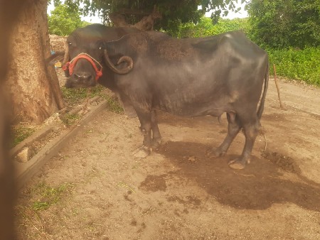 ભેંસ