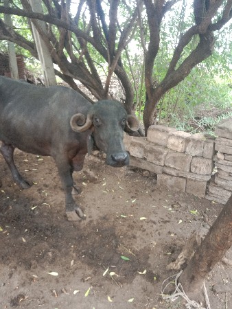ભેંસ વેચવાની છે બિજુ વેતર છે