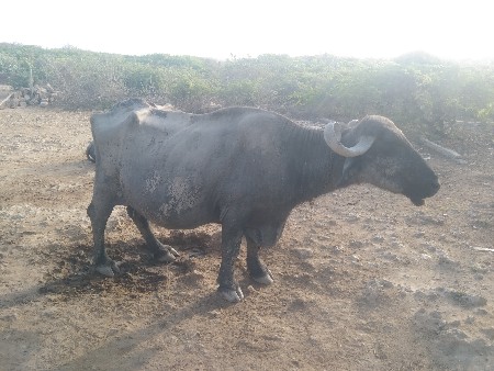 ભેંસ વ્યય અમે છે