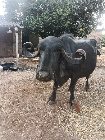 ભેંસ વેચવાની છે