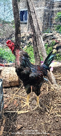 અસીલ મૂર્ઘો બેસવાનો છે