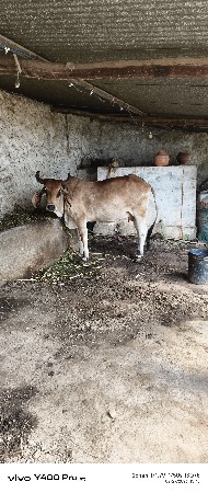 દેશી ગાય વેચવા ની છે