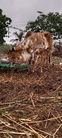 ગાય વેચાવાનીછે તનતનલીટરદુધછે