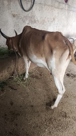 ગાય પેશવાની છે