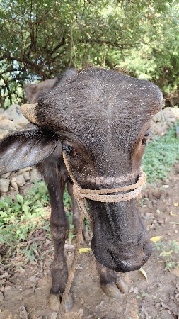 એક પાડી ને એક પાડો વેચવાના છે