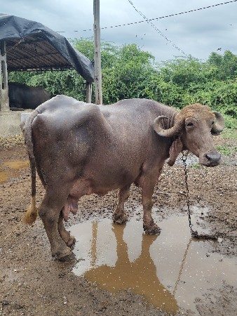 ભેસ.વેચવાનિ.છે.