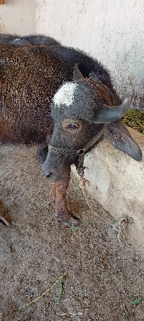 ૨ પાડી