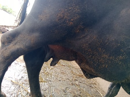 ભેંસ વેચવાની છે