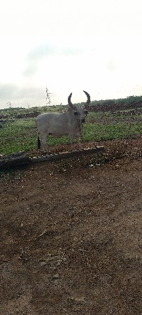 બળદ વેચવાના છે