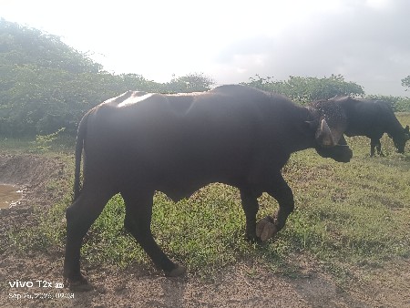 pado પાડો