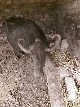 ભેંસ વેચવાની છે ત્રીજું વેતર્યા છ