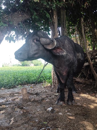 પેલુ વેતર ખડેલી વેચવાની છે