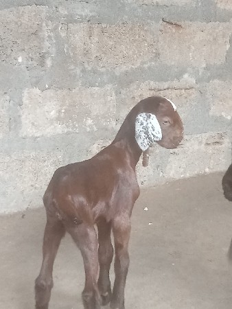 બાકરી ને બોકડો વેચવાના છે