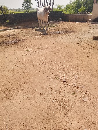ગોઢલો વેચવાનો છે