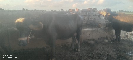 ભેંશ વેચવની સે