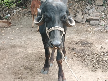 ખડેલી વેચવાની છે