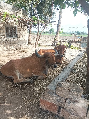 બળદ વેચવાના છે