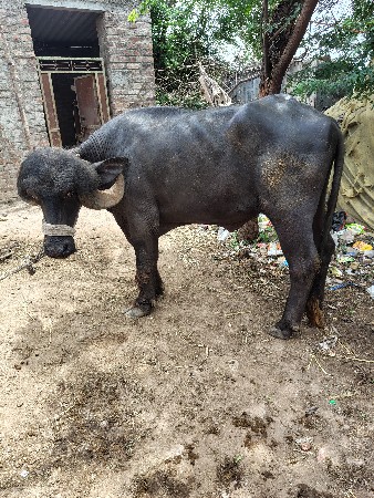 ઓરિજનલ જાફરાબાદી ખડેલી