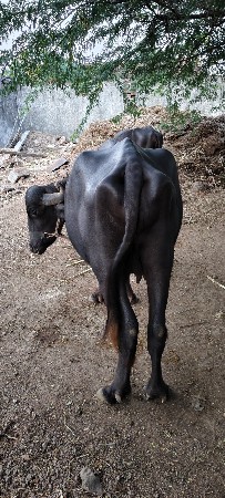 ભેંસ વેચવાની છે