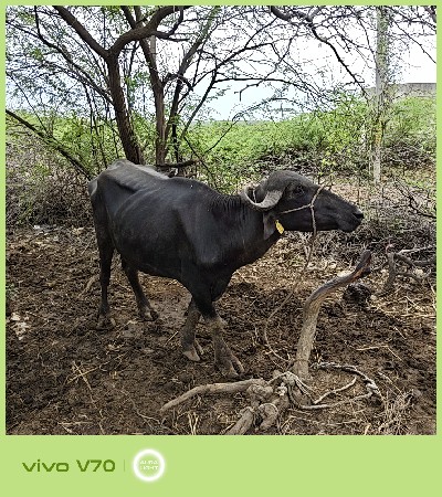 ખડય