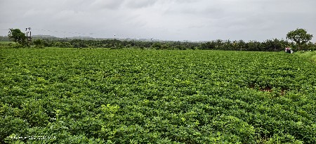 18 વિઘા માંડવી નો સારો દેવાનો