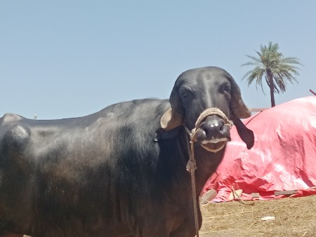 પેલા વેતર ની ખડેલી વેચવાની છે