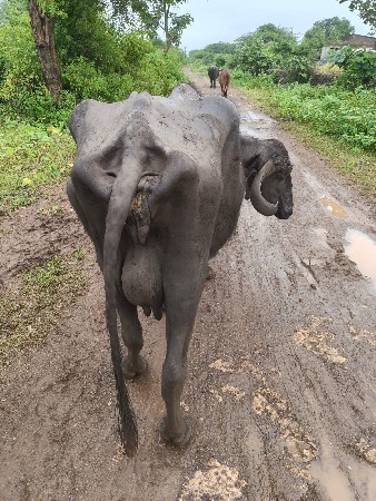 ભેંસ વેસવાની છે.
