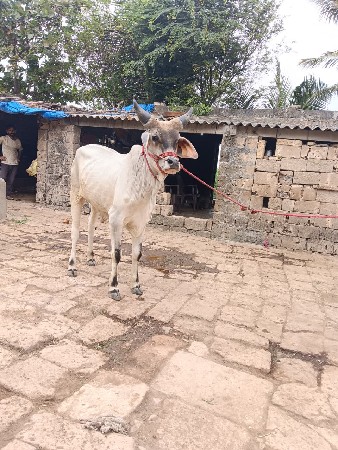 વાછડો વેચવાનો છે એકજ છે
