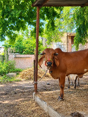 ઓરિજિનલ ગીર હોડકુ સાવ સોજુ