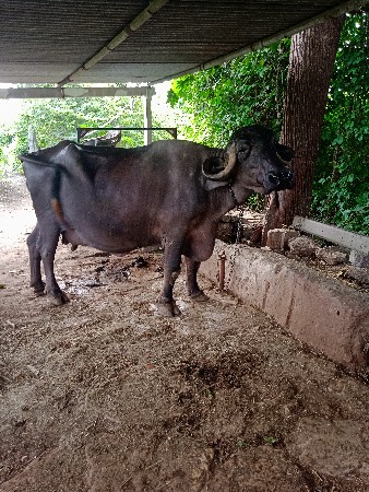 ભેંસ વેચવાની છે