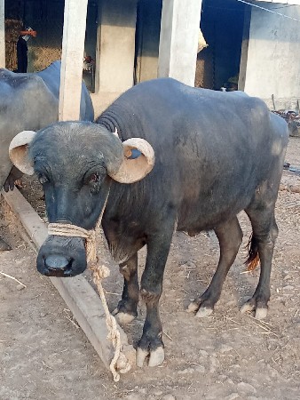 ખડેલી વેચવા ની છે