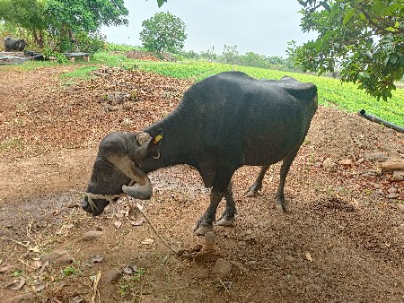 પૅલુ વૅતર ખડૅલી વૅચવાની છૅ.