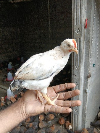 દેશી સોનાલી