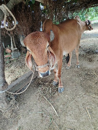 બળદ વેચવાના છે