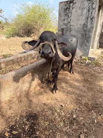 ભેંસ વેચવા ની છે