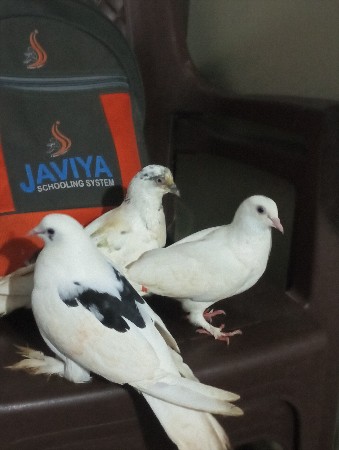 કબુતર