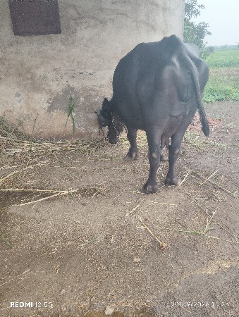 બીજું વેધર