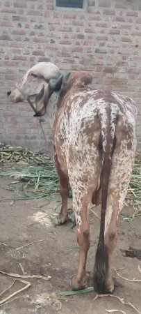 કાબરી ગીર ગાય સે