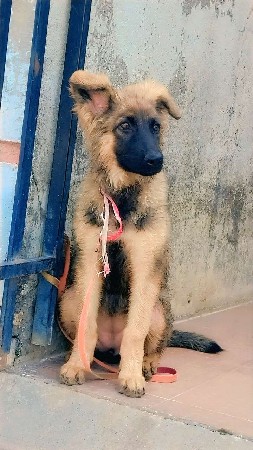 વેચવાનુ છે