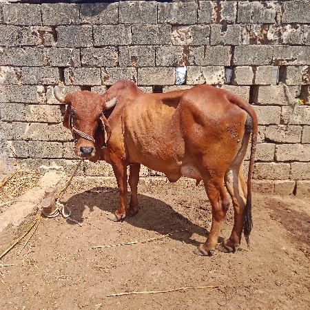 ગાય વેચવાની છે
