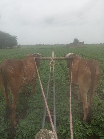 ગોઢલા વેશવા નાં છે