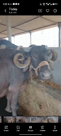 ભેંસ વેચવાની છે