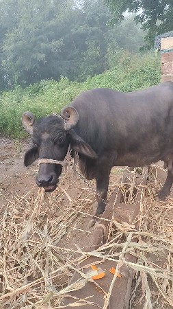 ભેંશ વેચવાની છે.