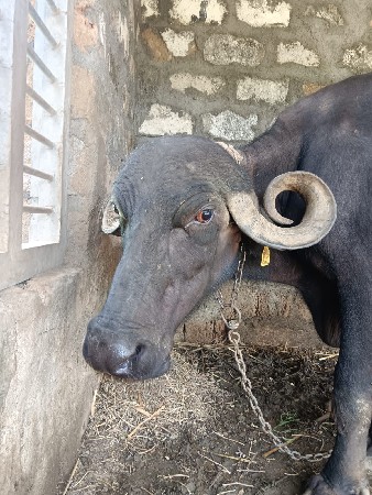 3 જા વેતર માં ભેંસ વેચવાની છે