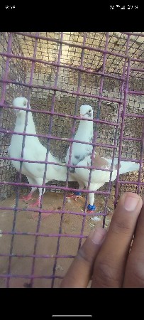 Kabutar