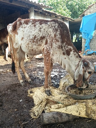 વોડકી દેવાની છે